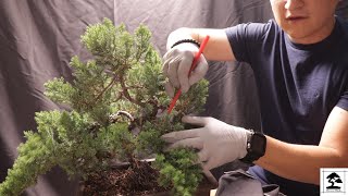 Juniper Bonsai Procumbens Nana 3 years update [upl. by Aisitel]