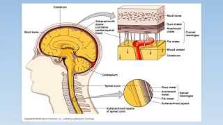 Meningitis  PEDIATRIA [upl. by Akerahs]