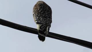 Redshouldered Hawk Buteo lineatus wagging its tail [upl. by Eimmaj841]