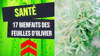 Bienfait des Feuilles dOlivier  plante medicinale [upl. by Siroled]