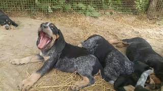 Awesome Bluetick Coonhound puppies at 7 weeks [upl. by Nottus100]