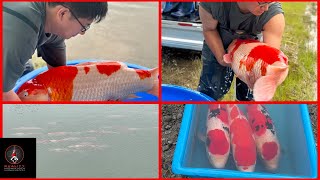 SHINTARO JUMBO KOI RELEASE PT2 DRONE FOOTAGE [upl. by Sage]