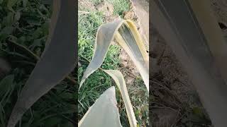 Agave Americana giant leaves viewpoint  a ride [upl. by Nothgiel]