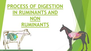 Digestion in Ruminants and Non Ruminants  Process of Digestion  Gastrointestinal Physiology [upl. by Ambrosi]