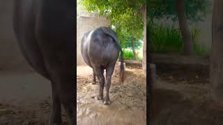 Murrah calf 🥳🥳🐃🐃dairyfarming viralvideo [upl. by Carmelita]