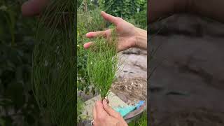 Horsetail herb for medicine 💊 benefits garden harvesting herbalmedicine விவசாயம் [upl. by Anibor147]