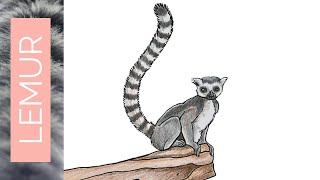 Draw a realistic ringtailed LEMUR [upl. by Ramsdell989]