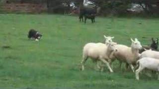 Border Collie Herding Sheep [upl. by Tolkan]