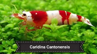 Caridina cantonensis  Capitulo 1 Acuario y parametros [upl. by Calvano958]