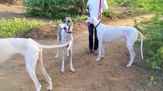 Mudhol hound dog and meeting and puppy sale call me 9945236409 [upl. by Mccomb]