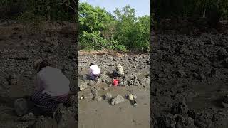 Fishing Unique  First Oyster Harvest of the Year Harvest Clean Eat fishing oysters seafood [upl. by Anrahs704]