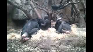 Bonobos im Frankfurter Zoo [upl. by Hum]