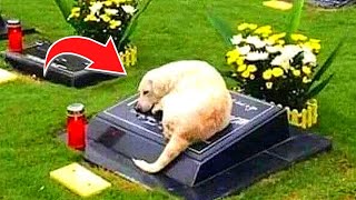 Dog Refuses To Leave Strangers Grave When Cops Open The Grave They Are Shocked [upl. by Caldeira879]