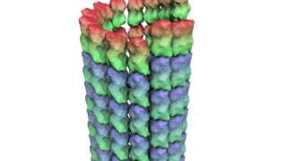 How a Microtubule Builds and Deconstructs [upl. by Festa]