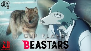 BEASTARS x Our Planet The Gray Wolf  Anime Meets LiveAction  Netflix Anime [upl. by Ardnu]