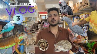 Exotic pet shop  jogeshwari  Mumbai  igunana  snakes [upl. by Anihpesoj]