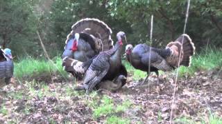 TURKEY SEASON OPENING DAY  Raw Footage [upl. by Agnesse]