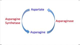 Asparaginase Mechanism Question and Explanation [upl. by Nylinnej]