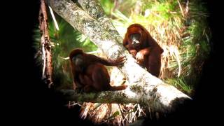 Venezuelan Red Howlers  Alouatta seniculus  Otun C Andes [upl. by Noiek]