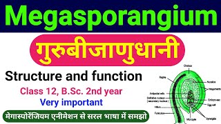 गुरुबीजाणुधानी  megasporangium in hindi  guru bijanu dhani  Structure the Ovule class 12 biology [upl. by Ayian]