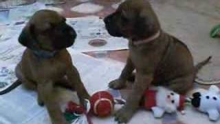 Rhodesian Ridgeback Puppys Week 5 [upl. by Angil]