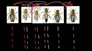 Haplodiploidy in honey bees explained [upl. by Odirfliw]