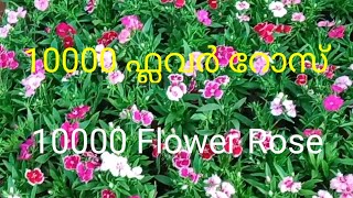 10000 ഫ്ലവർ റോസ് ഗാർഡ്10000 Flower Rose Guard [upl. by Wyatt]