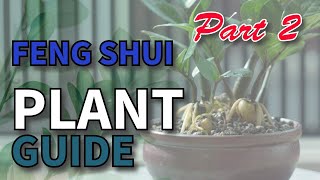 5 Lucky Plants to Enhance FengShui 5 Unlucky Plants to Avoid [upl. by Libb205]