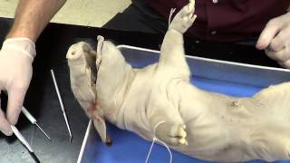 Fetal Pig Dissection Part 1 [upl. by Aivek]