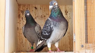 Stock Pigeon Update amp Moxidectin Time [upl. by Fadas]