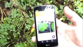 Plantnet Plant Identification App Review Plant ID App TestDoes it Work [upl. by Marguerie]