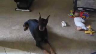 Doberman Protects baby [upl. by Eilra]