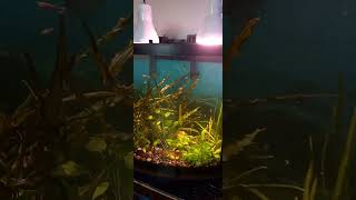 26 Gallon Planted BowFront Aquarium [upl. by Mat]