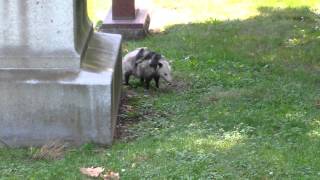 Rare Daytime Opossum Sighting Carrying Babies [upl. by Ellissa557]