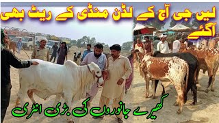 Luddan Bachra Mandi New Price Update  Sahiwal Cholistani Bachra Bulls Claves  Bachra Farming [upl. by Tad]