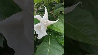 white Datura stramonium டாட்டூரா ஸ்டாராமோனியம் [upl. by Paulina450]