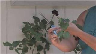 Rose Gardening  How to Take Care of Rose Plants [upl. by Yanetruoc]