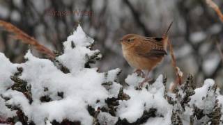 Birding Ecuador Part 6 The Northeastern slope [upl. by Sirap]