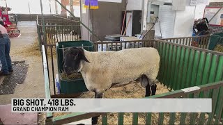 Iowa State Fair Big Boar Big Ram winners [upl. by Bick599]