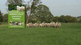 First Steps in BORDER COLLIE SHEEPDOG TRAINING  teaching herding dogs [upl. by Ambrogino871]