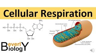 Cellular Respiration in detail [upl. by Ninahs]