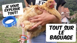 Comment baguer ses poules Tout sur le baguage [upl. by Ellen681]