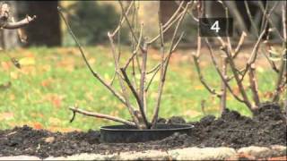 How To Plant A Rose Bush [upl. by Neenaej]