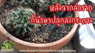 หลังจากล่อราก ก็มาปลูกลงกระถาง แมมกล้วยหอม Mammillaria longimamma  MookCactus [upl. by Uda522]