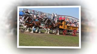 2015 World Clydesdale Show [upl. by Myron]