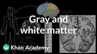 Gray and white matter  Organ Systems  MCAT  Khan Academy [upl. by Hulen721]