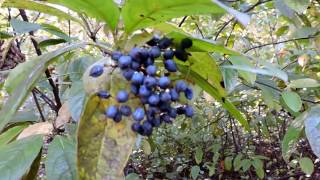 Capital Naturalist Possumhaw Viburnum [upl. by Eelrebmyk855]