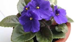 How to Successfully Grow African Violets [upl. by Aicile]