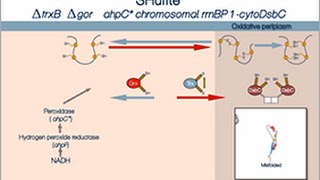 Disulfide bond formation in the cytoplasm of SHuffle cells [upl. by Kcirtapnaes]