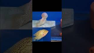 flowerhorn breeding aquarium fish payagnijuanfh [upl. by Baptista]